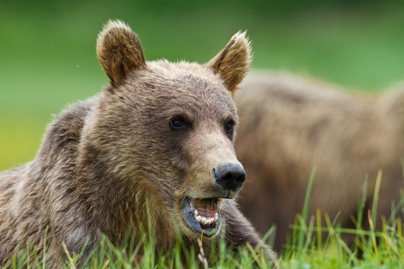 Grizzly Bear Cub